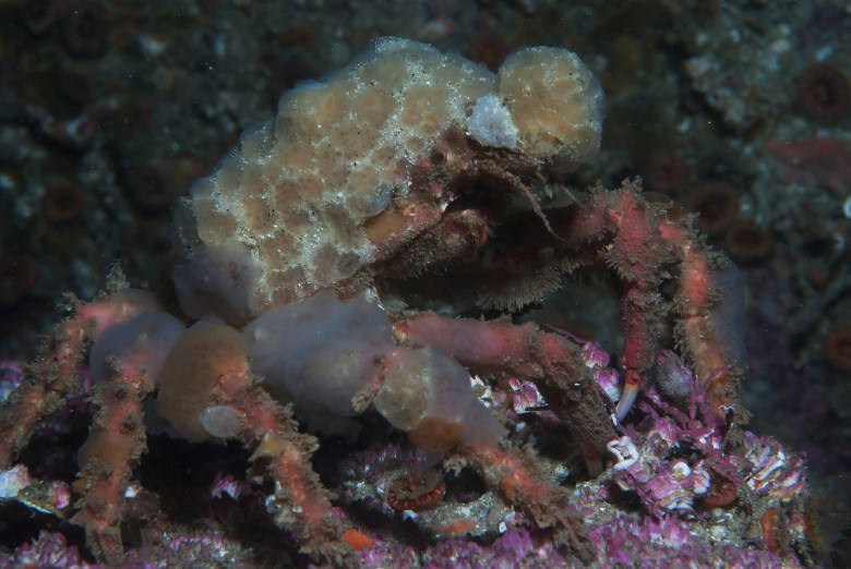 Graceful_Decorator_Crab_(Oregonia_gracilis)